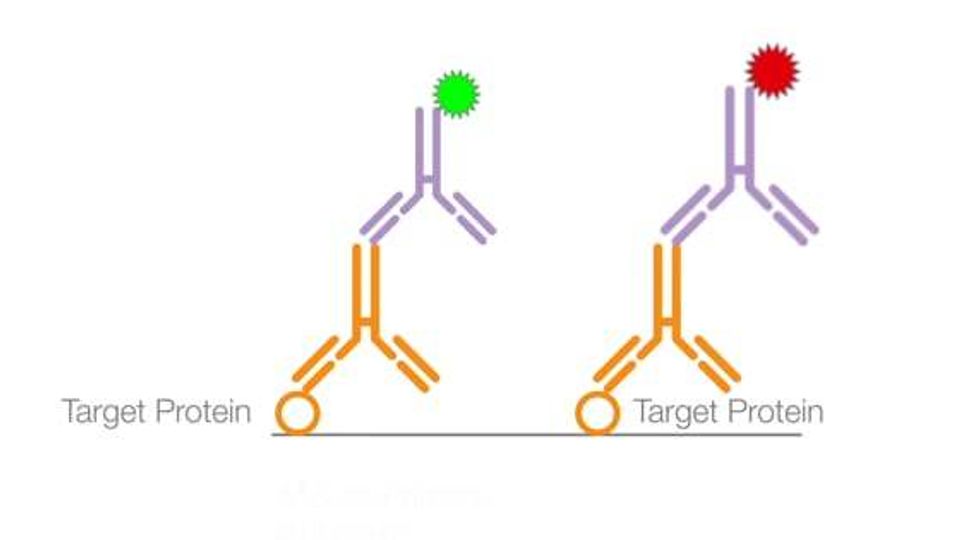 Quick Tips: How To Choose a Primary Antibody for Multiplex Western Blotting content piece image