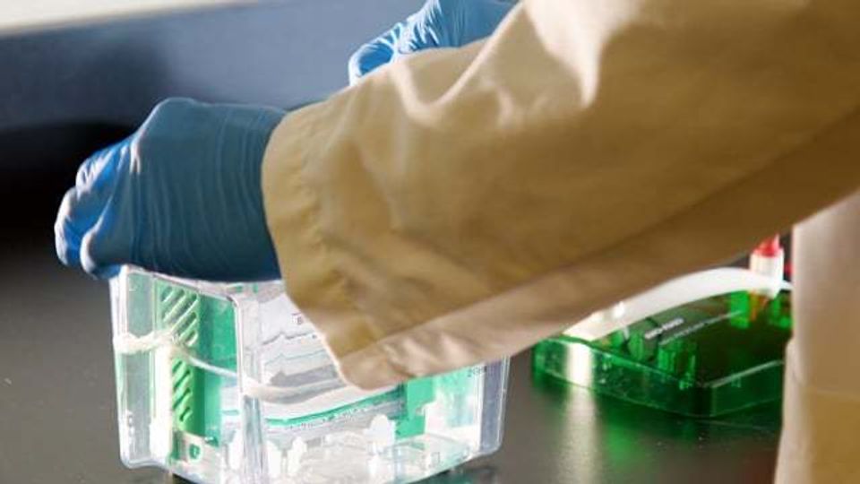 Quick Tips: Evaluating Western Transfers Using Stain-Free Gels and Bio-Rad Imaging System content piece image