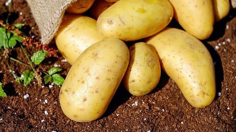 Potato Genome Opens Doors To Future Food Security