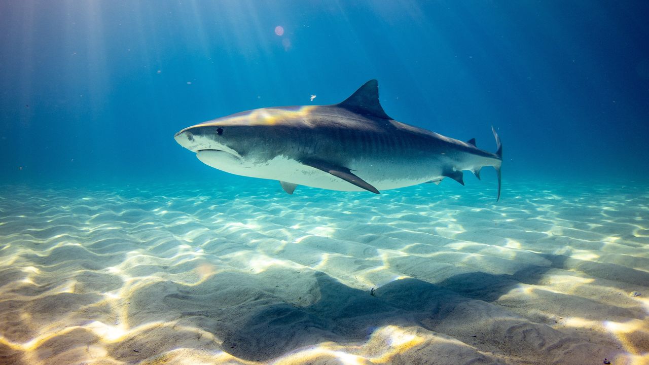 Endangered Shark Meat Found in Pet Food Thanks to DNA Barcoding