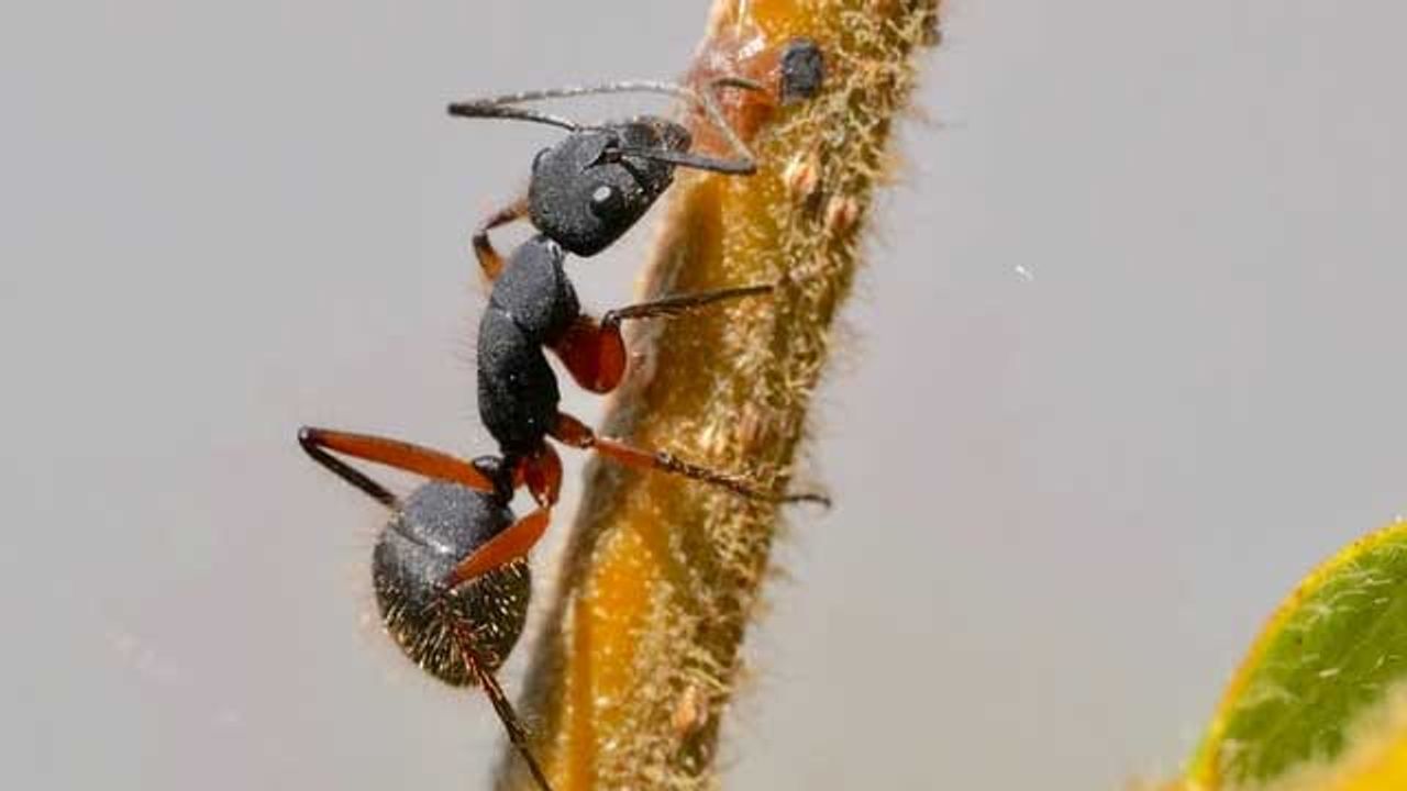 Ant Venom Could Provide a Way To Reduce Pain