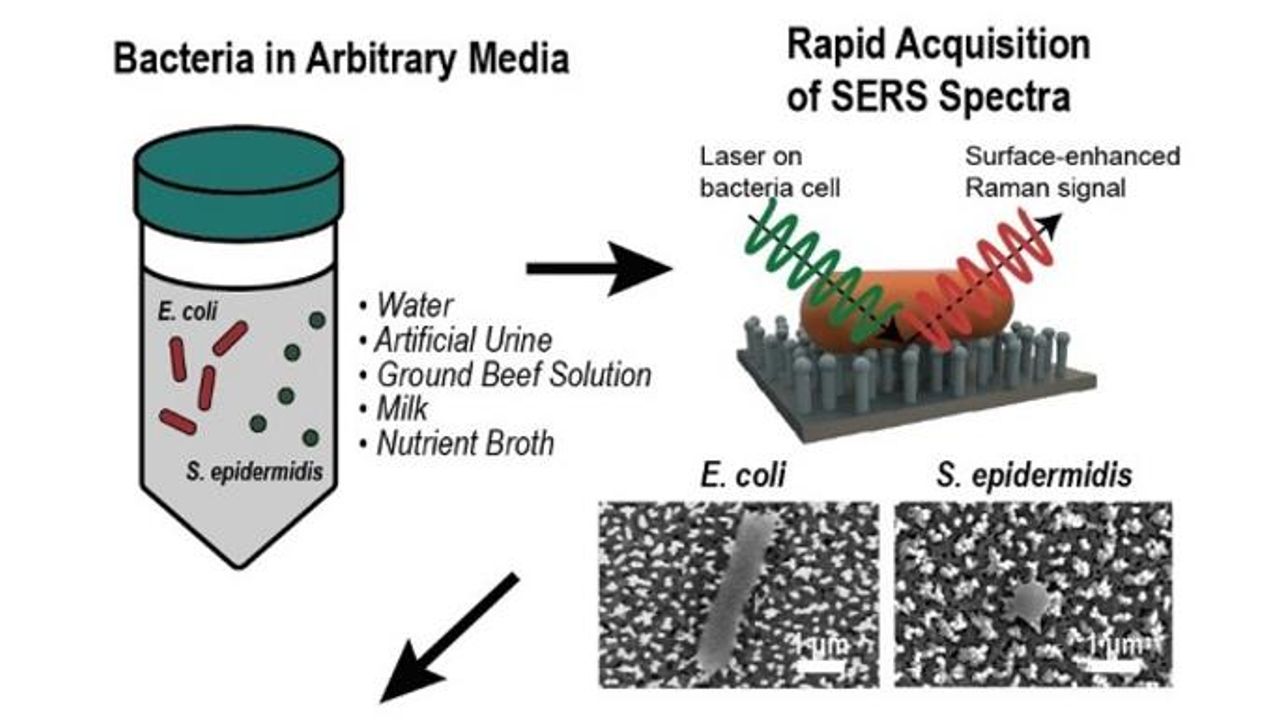Bacteria Identified in Seconds With "Fingerprint" Machine Learning Technique