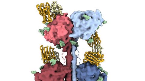 Cryoelectron Microscopy Study Reveals How Nipah and Hendra Viruses Attack Cells