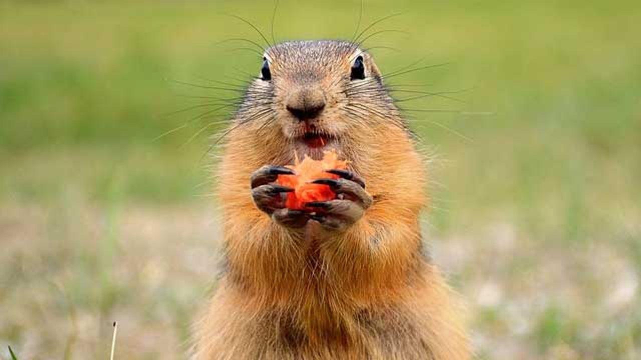 Hibernating Marmots Able To Halt Aging Process