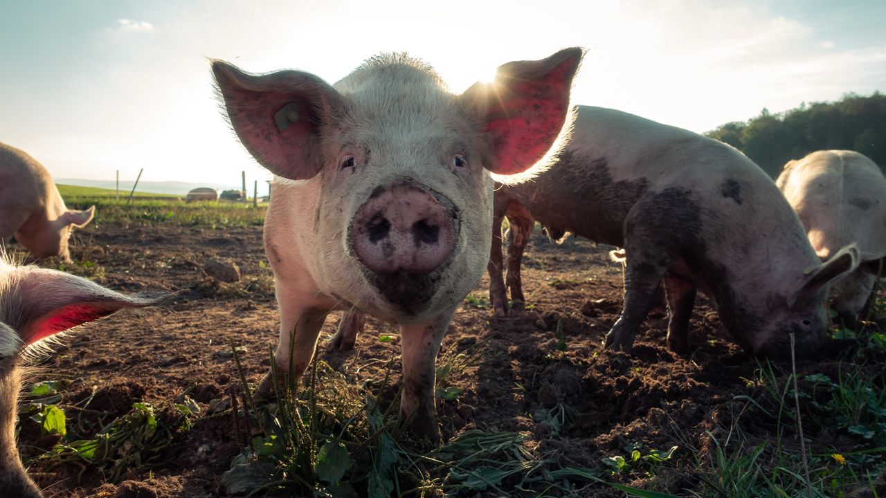 Pigs' Emotions Revealed by Decoding Grunts