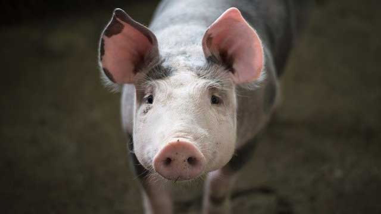 Lab-Grown Pig Heart Tissue Could Reduce Reliance on Animal Models