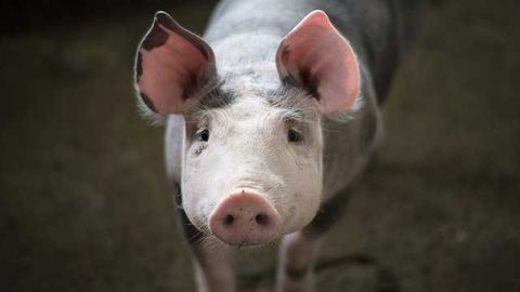 Lab-Grown Pig Heart Tissue Could Reduce Reliance on Animal Models