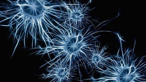 Single Protein Can Reverse the Developmental Clock on Adult Brain Cells
