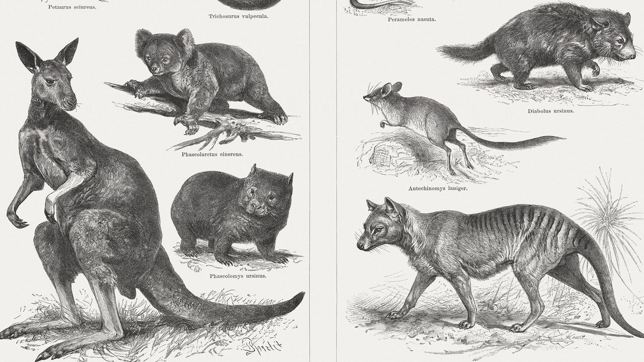 Exploring the Limitations of “Resurrecting” Extinct Animals