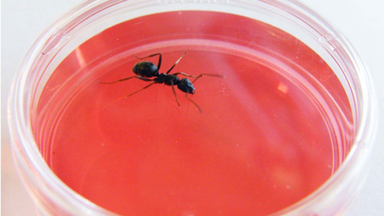 Ants Can “Sniff Out” Cancer