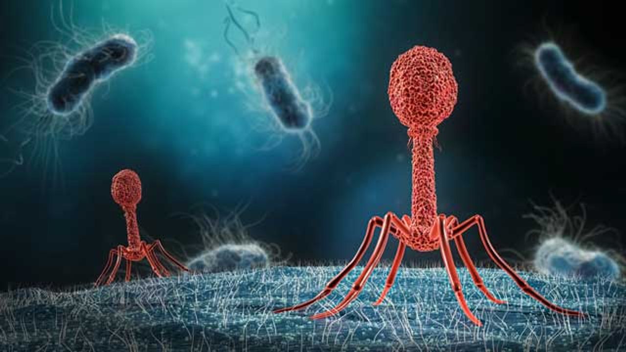 Exploiting Bacteriophage as a Diagnostic Tool