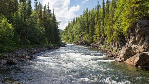 Watershed Size Has Major Role in River Networks' Ability To Remove Pollutants