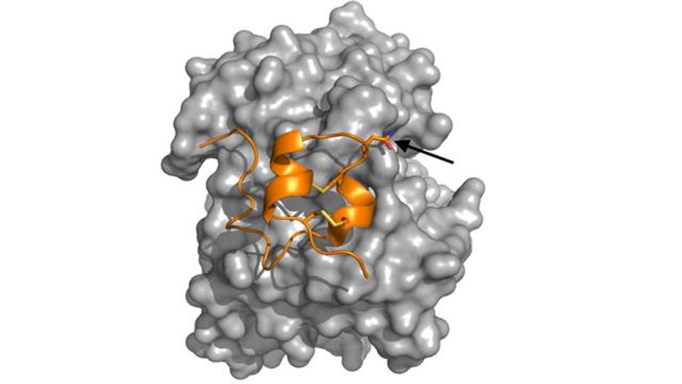 Bioengineered RSV Protein Vaccine Evokes Protective Immune Response content piece image