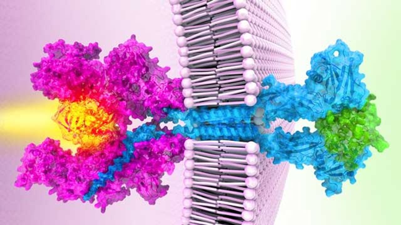 Full-Length Structure of Janus Kinase Solved