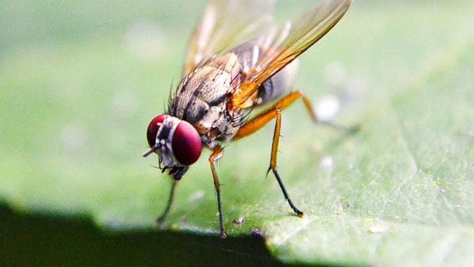 Autophagy Plays an Important Role in Wound Healing content piece image