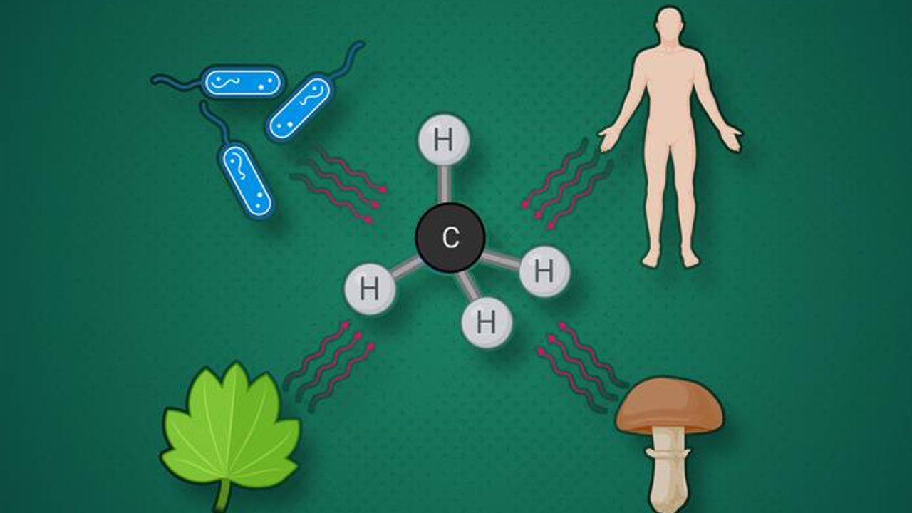 Methane Produced by All Organisms