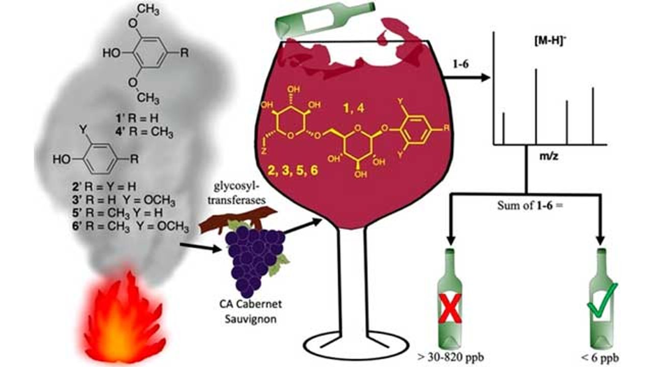 野火对化学分析揭示的葡萄和葡萄酒的影响