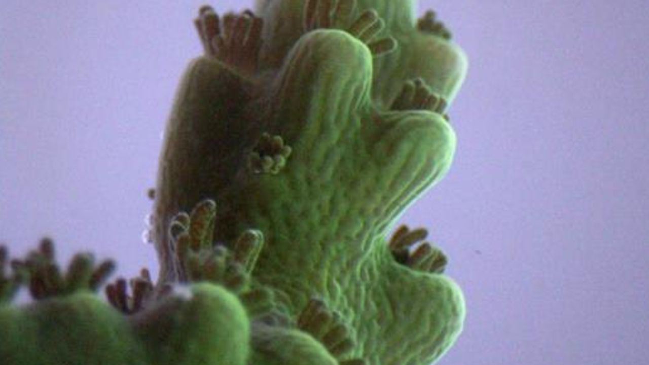 Details of Coral-Algae Relationship Revealed by Advanced Imaging