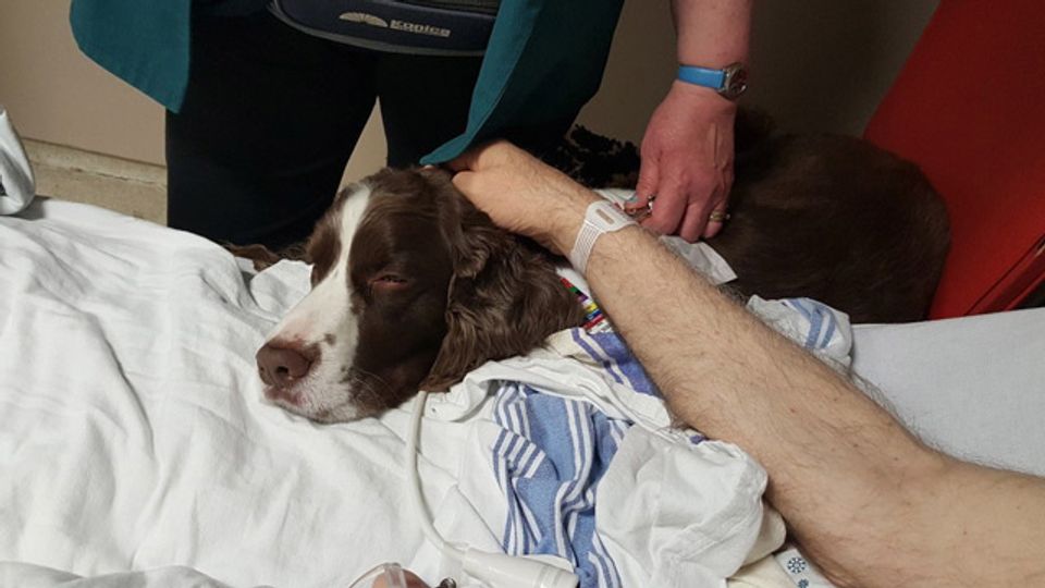 Dog Therapy Lowers Anxiety and Pain in the ER  content piece image