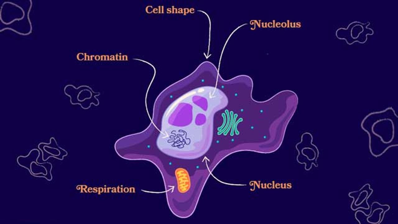 肿瘤生物学