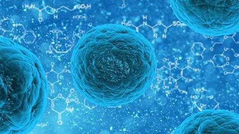 "Roadmap" Tracks Trajectories of Embryo Development