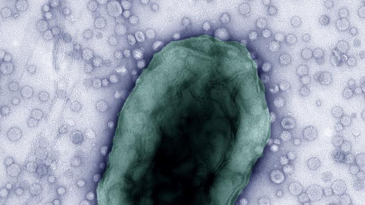 Gut Microbiome "Chatter" Deciphered To Combat IBD