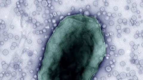 Gut Microbiome "Chatter" Deciphered To Combat IBD