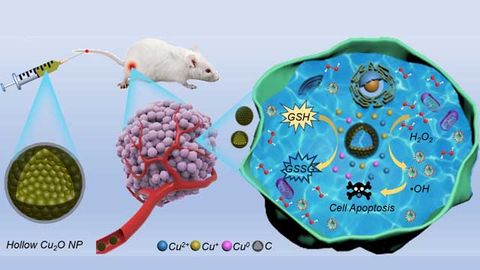 Team Designs "Nanocapsules" To Improve Efficacy of Cancer Chemodynamic Therapy