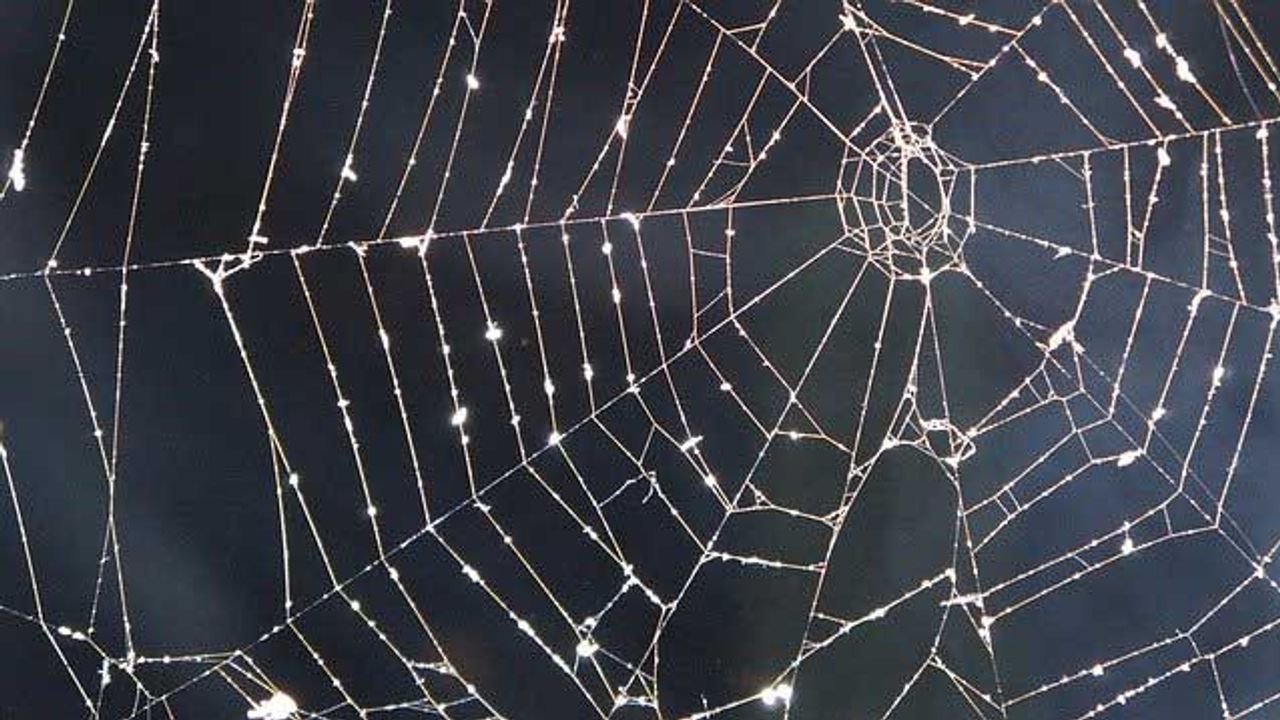 Using Spider Silk To Stabilize Cancer-Suppressing Protein p53