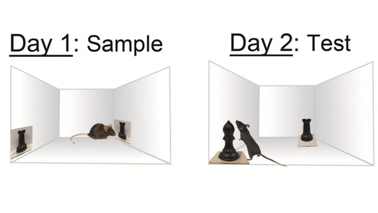 An Image or the Real Thing? Mouse Brains Can Tell the Two Apart Inherently
