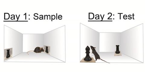 An Image or the Real Thing? Mouse Brains Can Tell the Two Apart Inherently