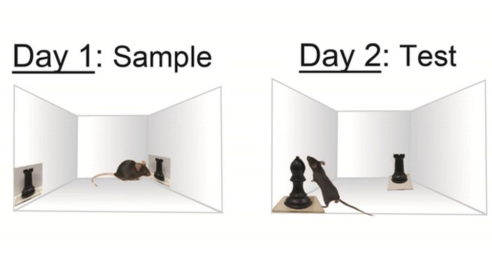 An Image or the Real Thing? Mouse Brains Can Tell the Two Apart Inherently content piece image