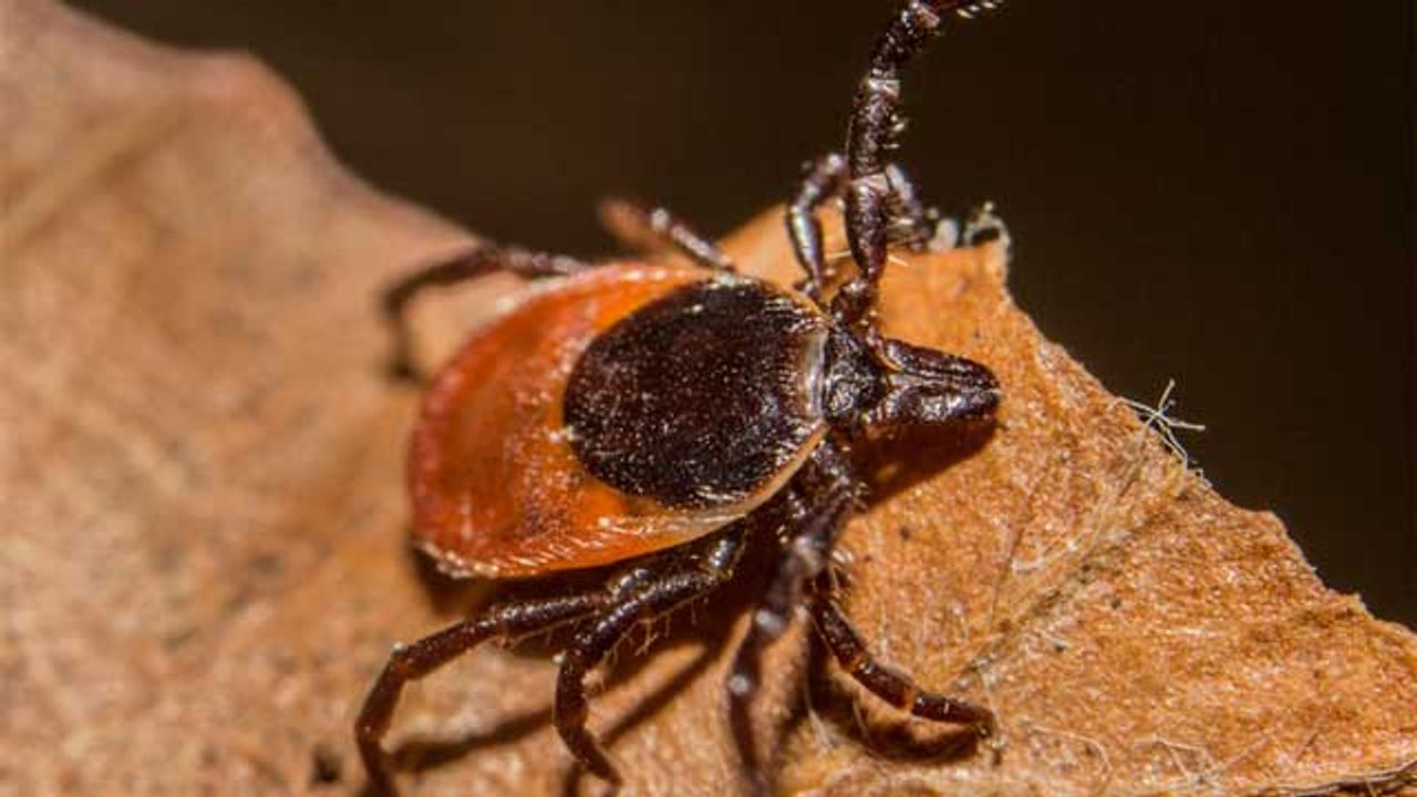 Testing Mechanism Could Help To Diagnose Lyme Disease Earlier