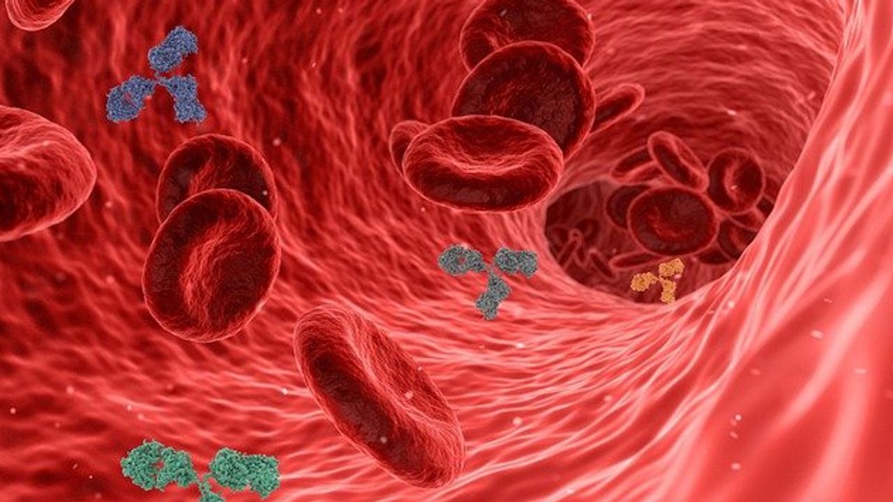Clues May Reveal How Antibodies Are Fine-Tuned To Fight Infection