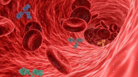 Clues May Reveal How Antibodies Are Fine-Tuned To Fight Infection