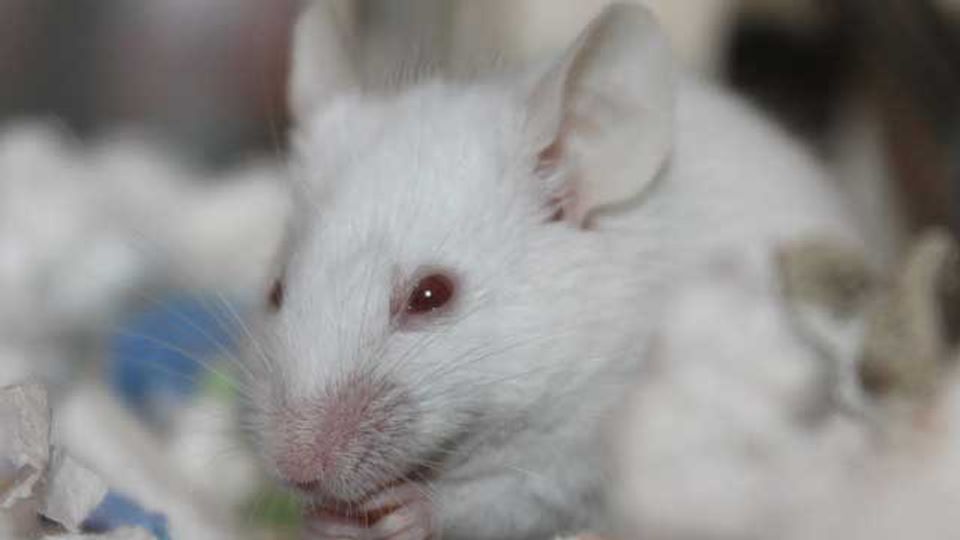 Boosting Drug Development Success With More Precise Animal Models content piece image