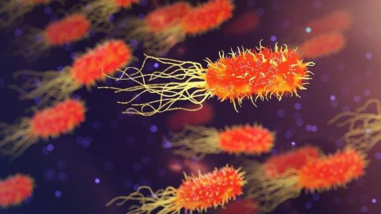 Pathogen and Drug Partner Up To Fight Fungal Lung Infection