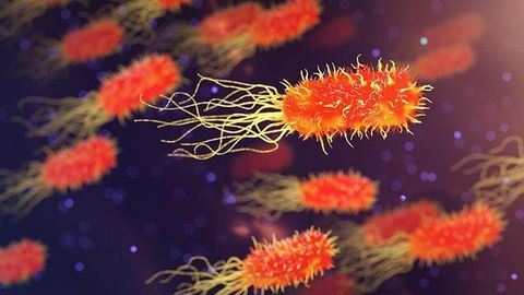 Pathogen and Drug Partner Up To Fight Fungal Lung Infection