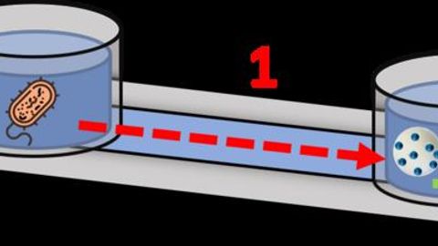 "Nanotranslator" Enables Bacteria and Yeast To Communicate