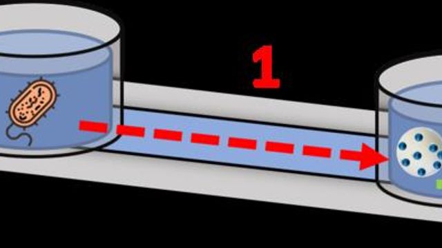"Nanotranslator" Enables Bacteria and Yeast To Communicate content piece image
