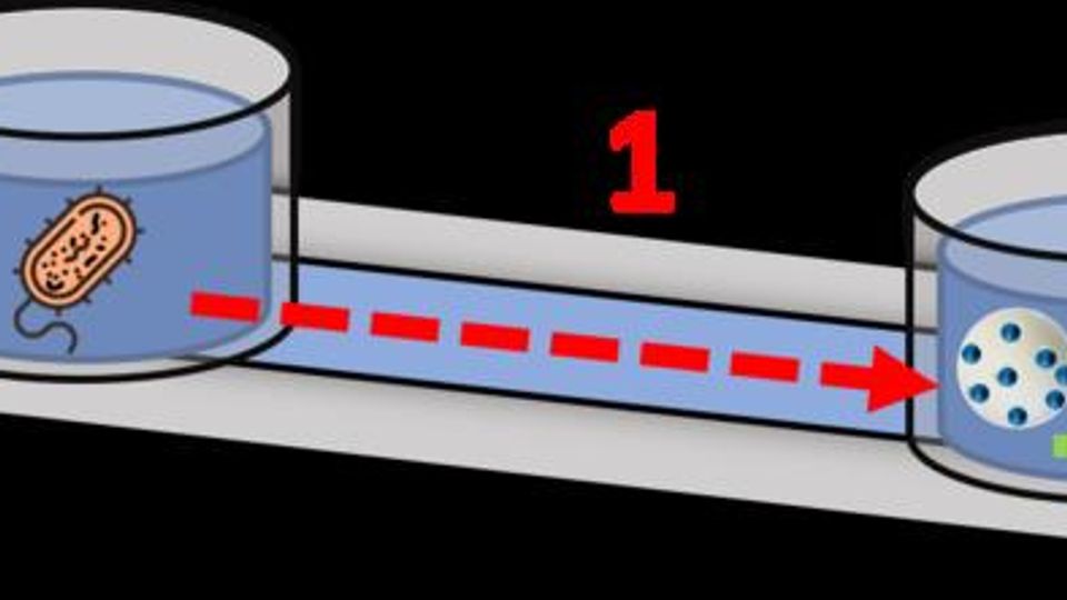 "Nanotranslator" Enables Bacteria and Yeast To Communicate content piece image