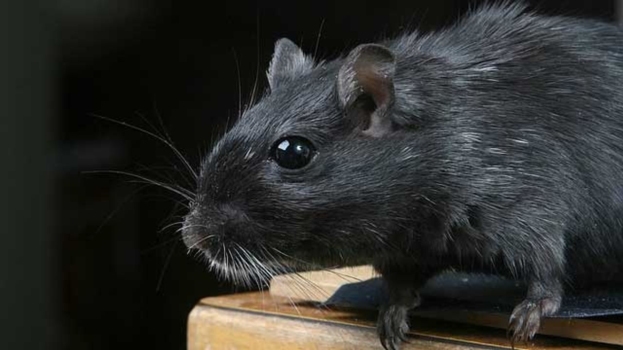 Implementing Cellular Rejuvenation Therapy Reverses Signs of Aging in Mice