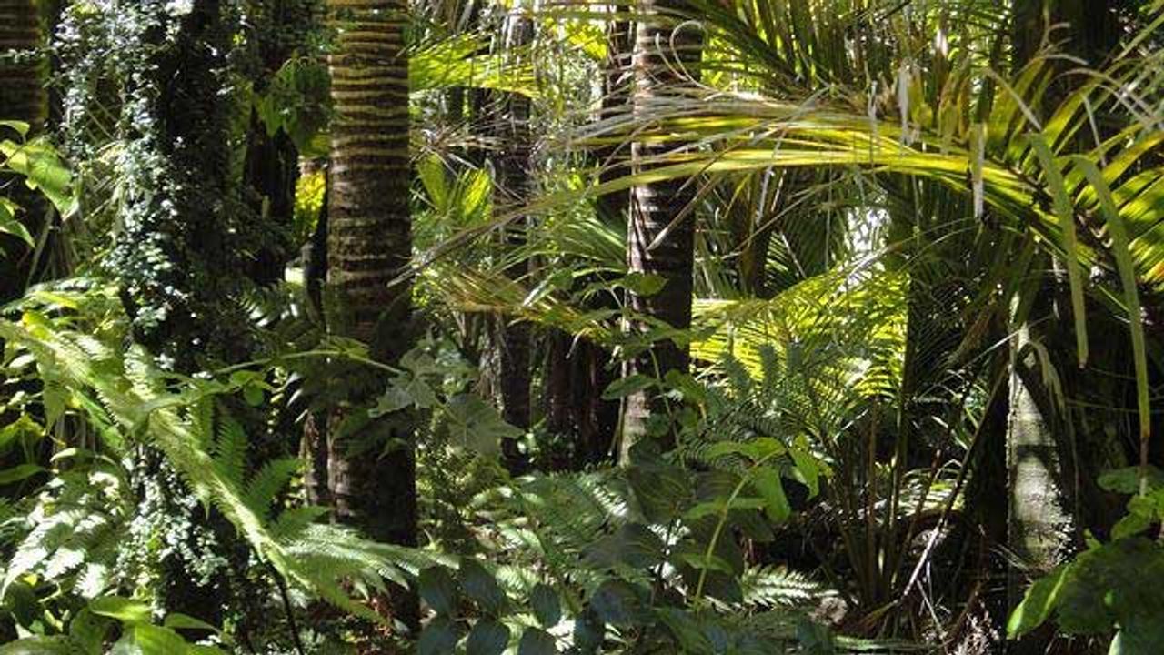 Neuroactive Compounds Discovered in Rainforest Tree