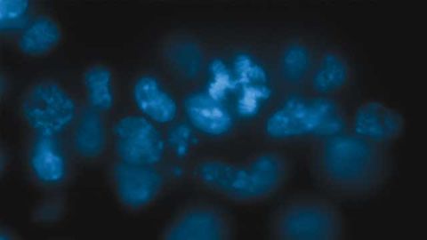 Tackling Cancer by Stabilizing Chromosomes