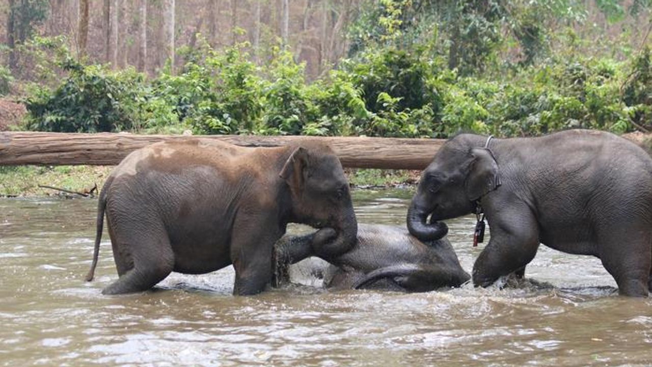 Stress Affects How Elephants Socialize