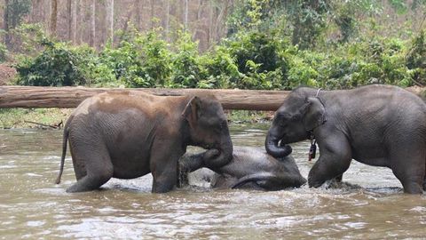 Stress Affects How Elephants Socialize