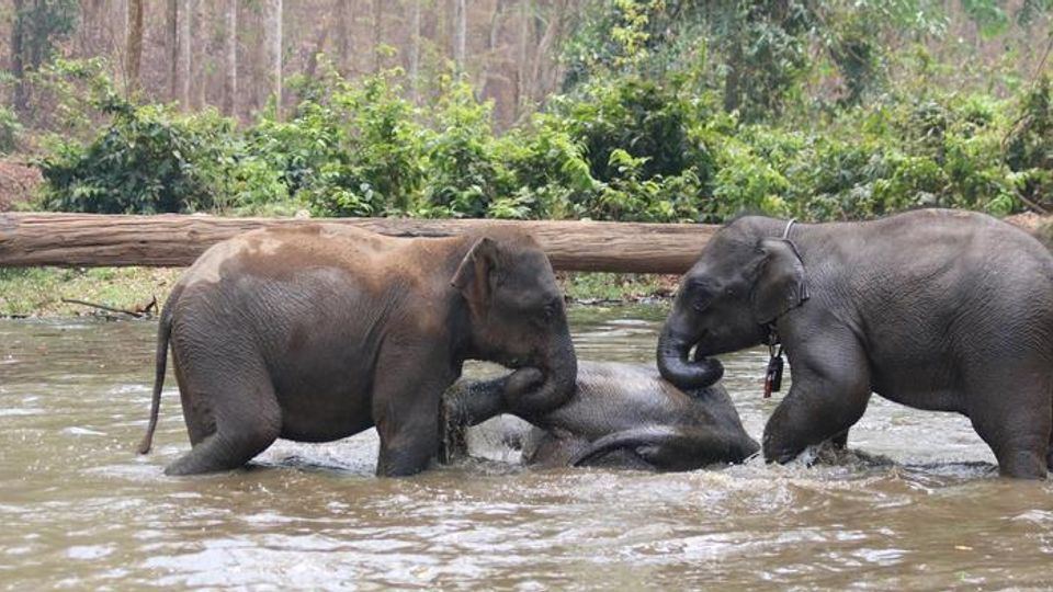 Stress Affects How Elephants Socialize content piece image