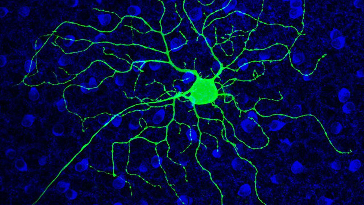 Alcoholism Drug May Revive Vision in Progressive Blindness Disorder, Suggests Mouse Study