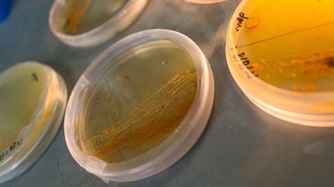 Deep-Sea Microbe Provides Rich Source of Anticancer Molecule