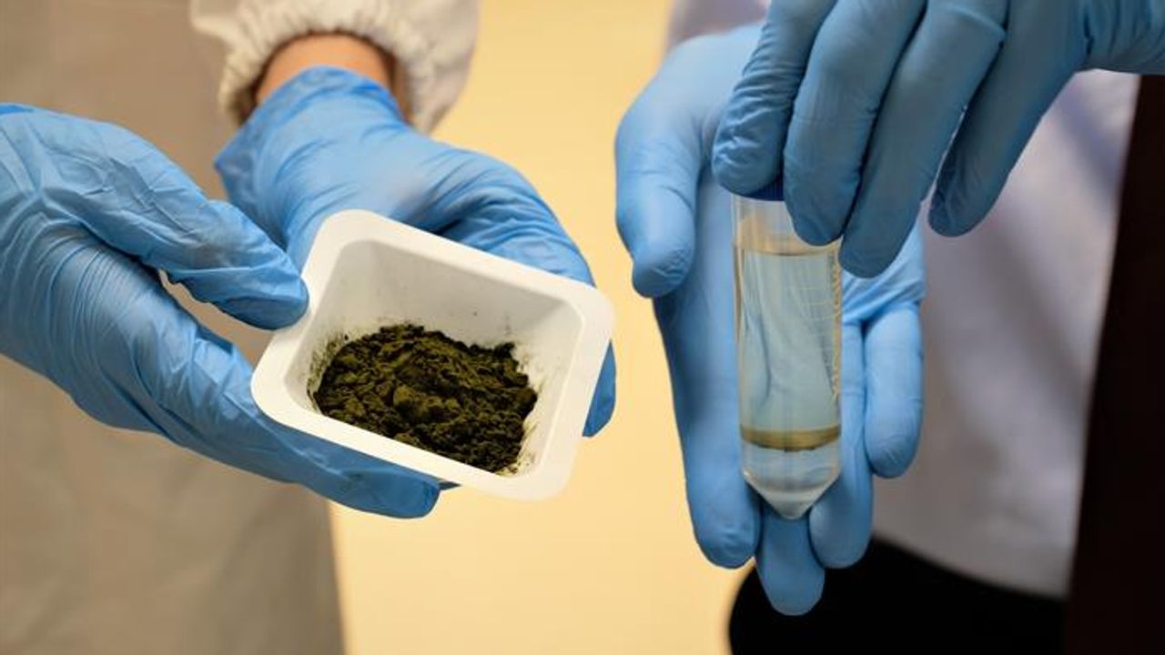 Microalgae-Based Oil Could Replace Palm Oil in Foods